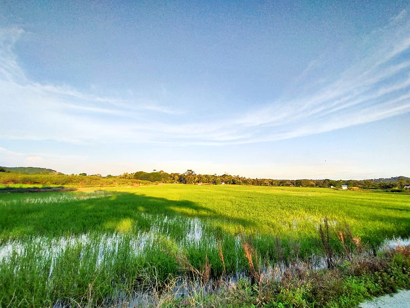 Paddy field, field, paddy, sunshine, HD wallpaper