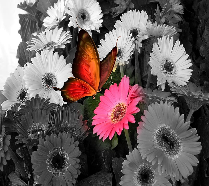 Butterfly, flower, pink, HD wallpaper | Peakpx