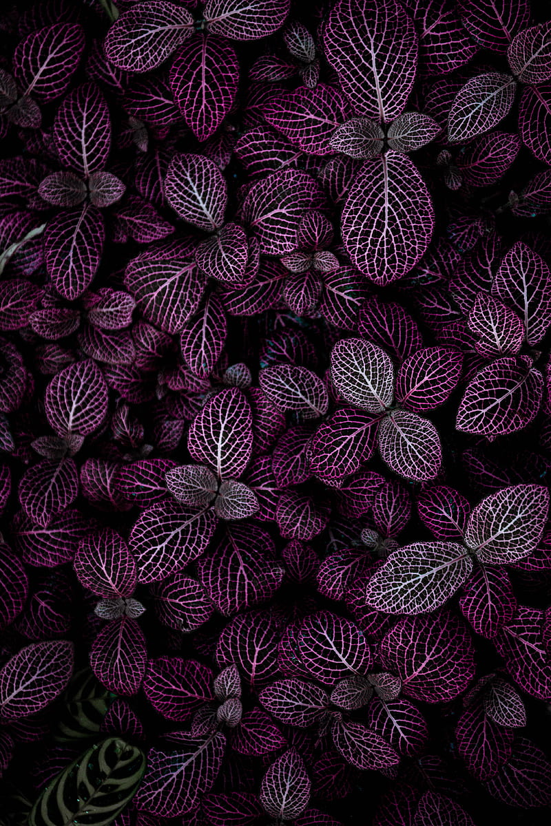 purple leafed plant field, HD phone wallpaper