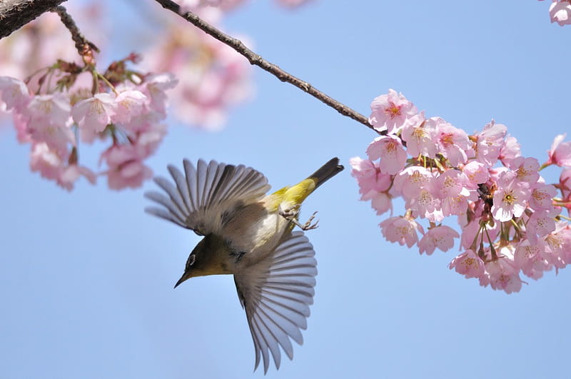 pájaro un árbol en flor ***, flores, naturaleza, pájaro, animales, Fondo de  pantalla HD | Peakpx