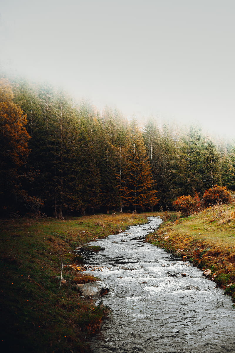 stream, forest, trees, autumn, landscape, HD phone wallpaper