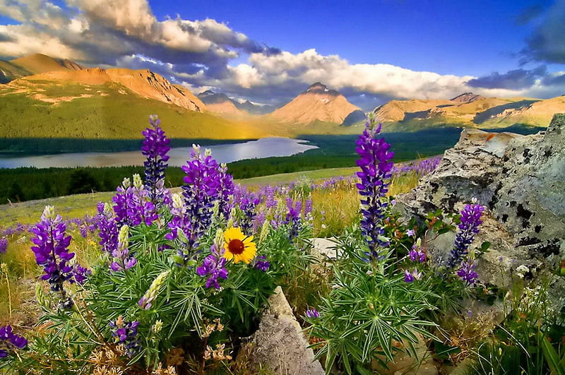 Glacier national park, lovely, grass, glacier, bonito, sky, mountain, nice, water, national park, summer, flowers, nature, river, landscape, HD wallpaper