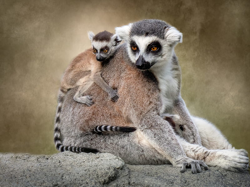 Monkeys, Lemur, Baby Animal, Primate, HD wallpaper