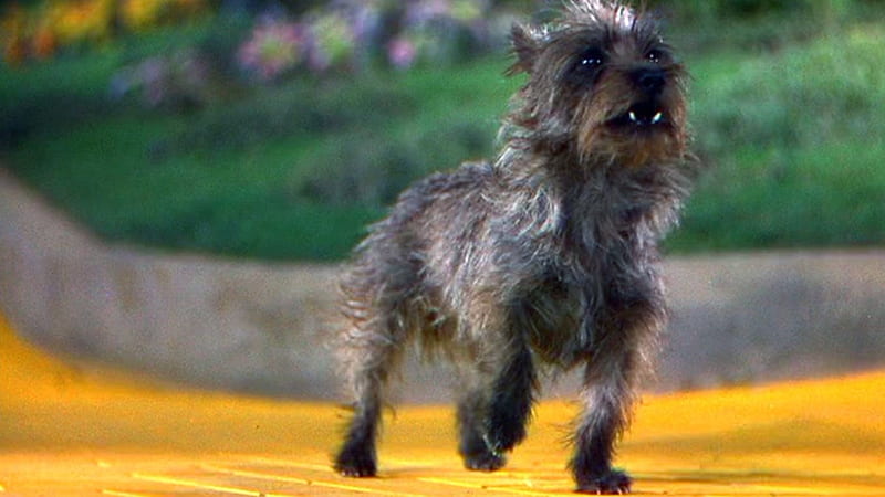 Toto In Wizard Of Oz, Wizard, Toto, Dogs, Animals, Oz, HD wallpaper