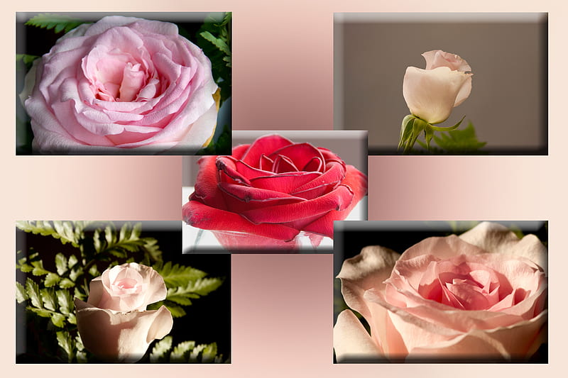 A variety of 5 colored Roses.., gratitude caring, honor, grace, romance, HD wallpaper