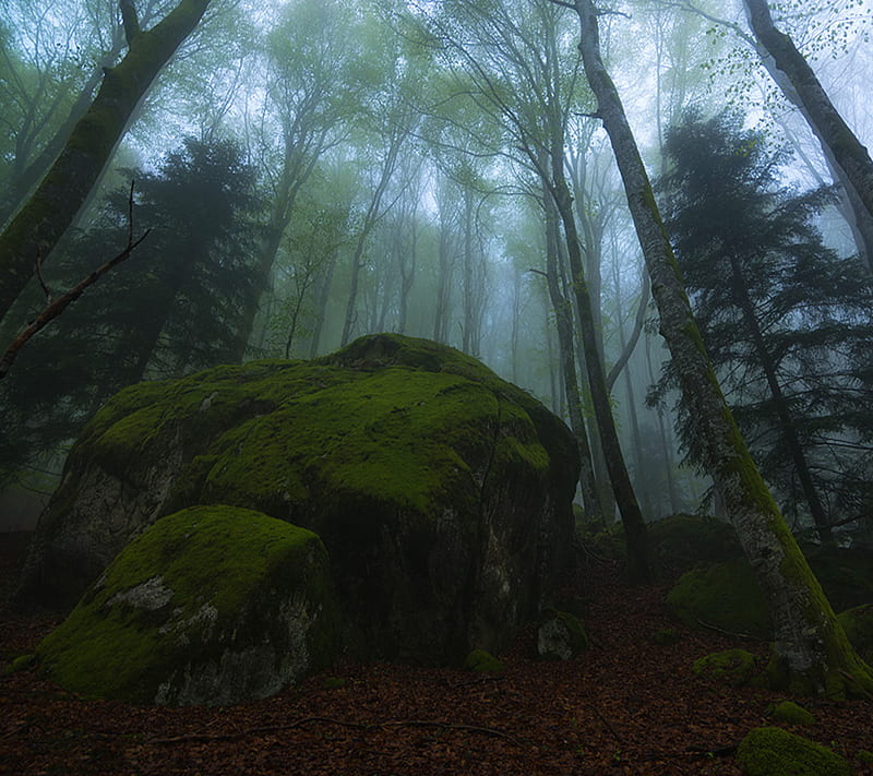 Bosque Verde Fondo De Pantalla Hd Peakpx 5200