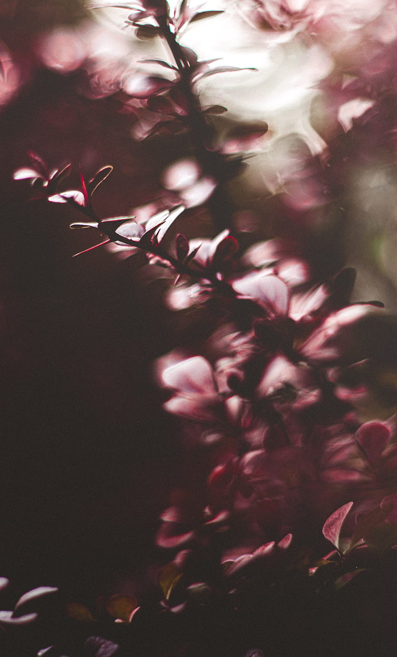 branches, leaves, plant, blur, macro, HD phone wallpaper