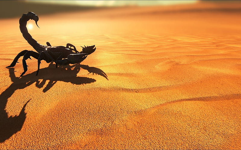 Scorpion, sand, desert, orange, summer, HD wallpaper