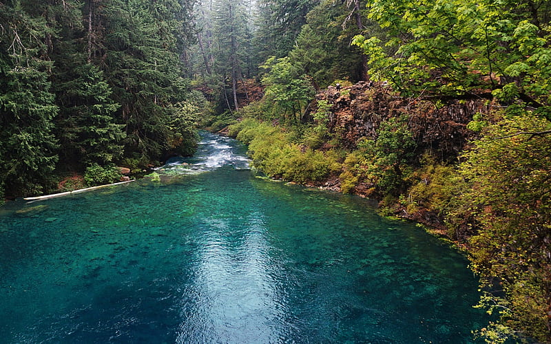 McKenzie River, mountain river, forest, mountains, USA, Oregon, United States, HD wallpaper