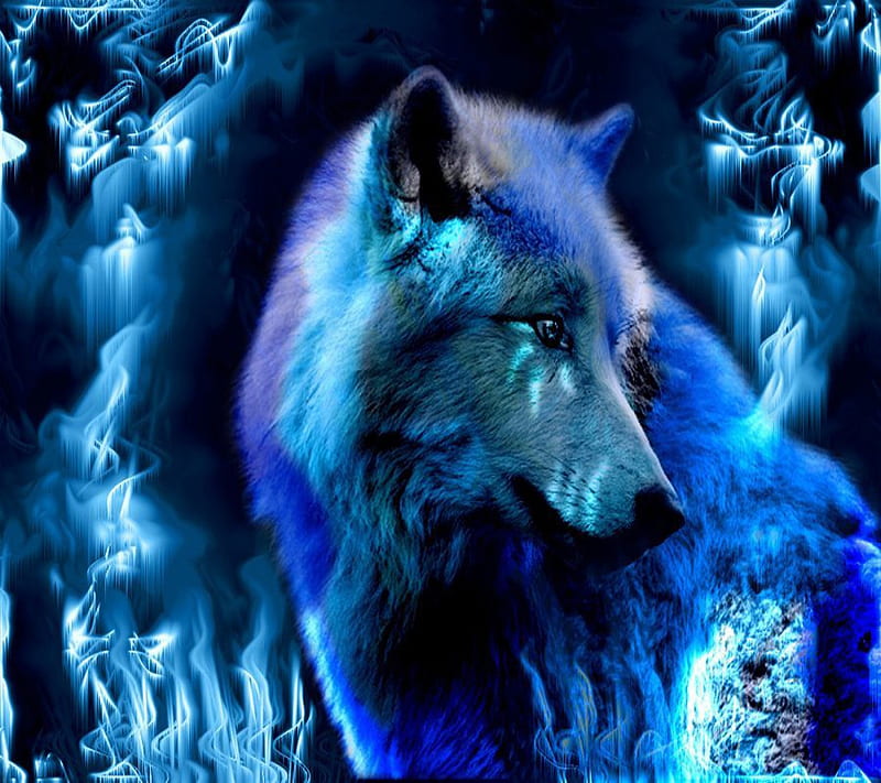 Beautiful Wolf, HD wallpaper