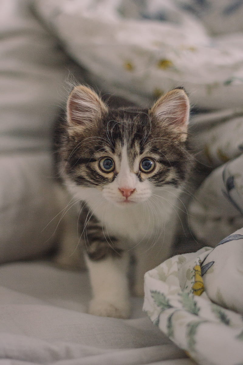 kitten, cat, glance, cute, pet, HD phone wallpaper