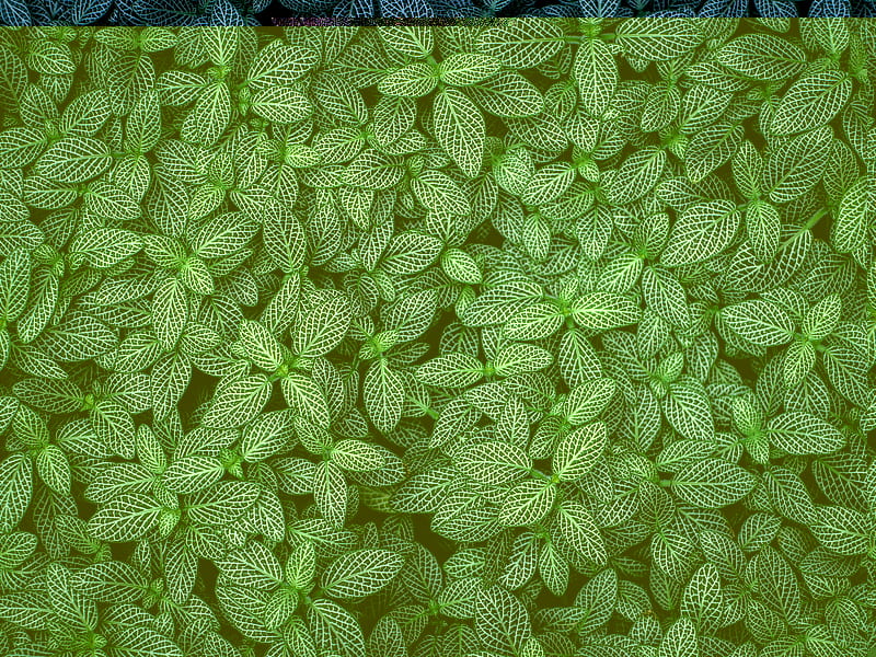 plants, leaves, veins, green, striped, HD wallpaper