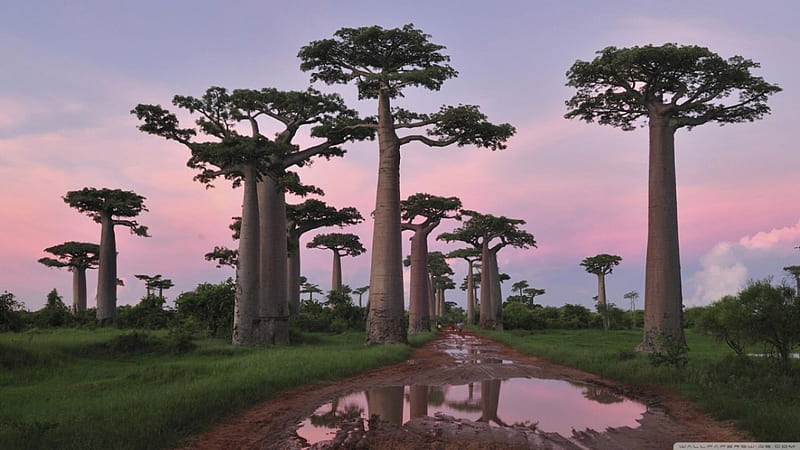 Baobab trees in Madagascar, walllpaper, new, nature, popular, trees, HD wallpaper