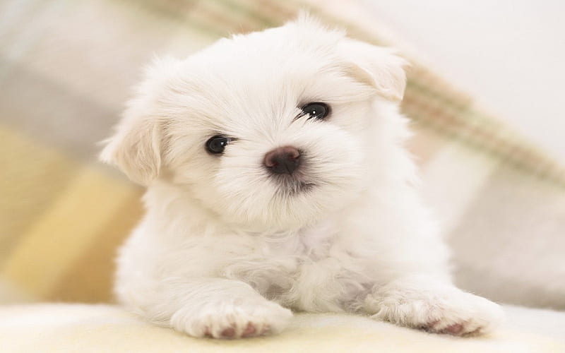 *** Maltese Puppy ***, maltese, animals, dogs, puppy, HD wallpaper