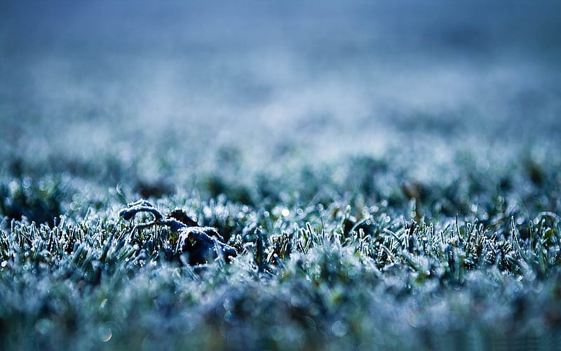 frozen grass-Winter snow scenes, HD wallpaper