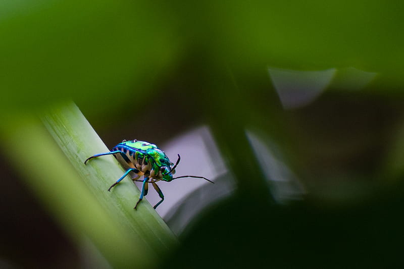green and blue bug on green leaf, HD wallpaper