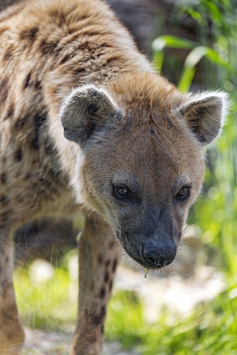 hyena, predator, animal, glance, HD phone wallpaper