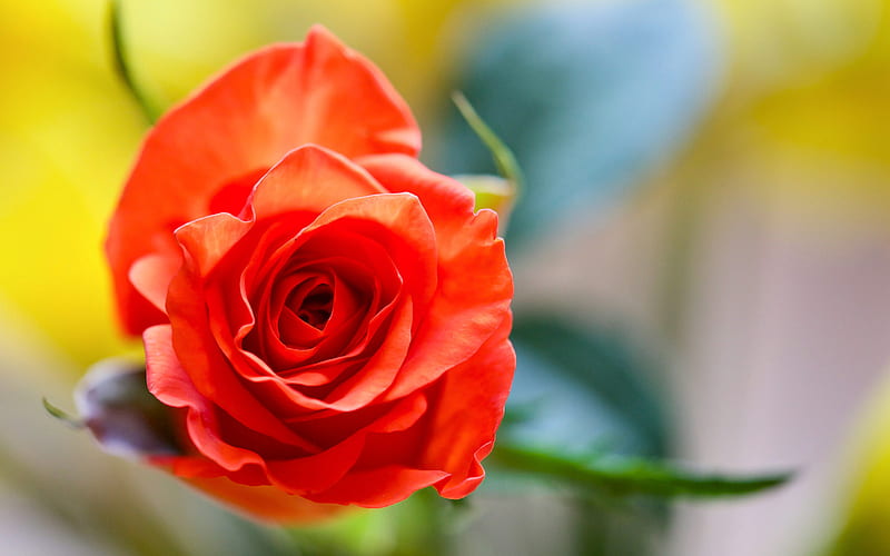 scarlet rose, close-up, blurred background, bud, roses, HD wallpaper
