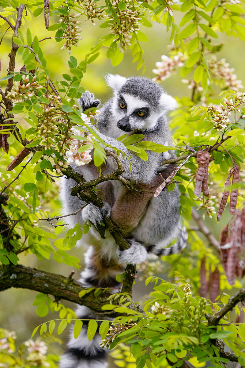 lemur, branch, tree, wildlife, animal, HD phone wallpaper