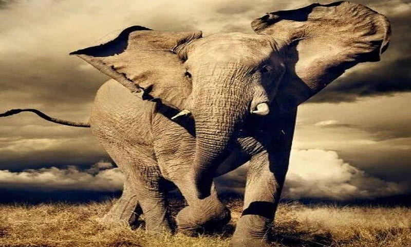 the big jumbo of africa, jumbo, bigears, elephant, africa, HD wallpaper