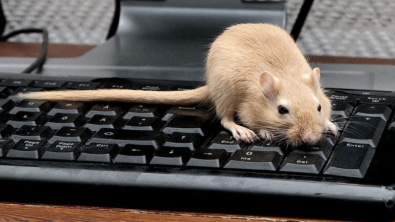 mouse, rat, keyboard, climb, rodent 16:9 background, Gerbil, HD wallpaper