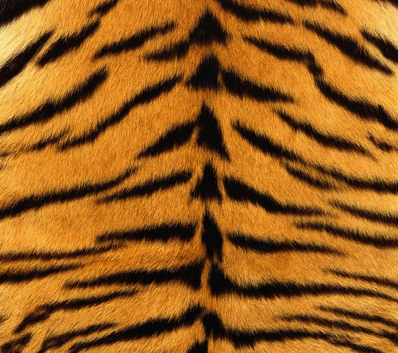 skin tiger, bengal, forest, skin, tiger, HD wallpaper