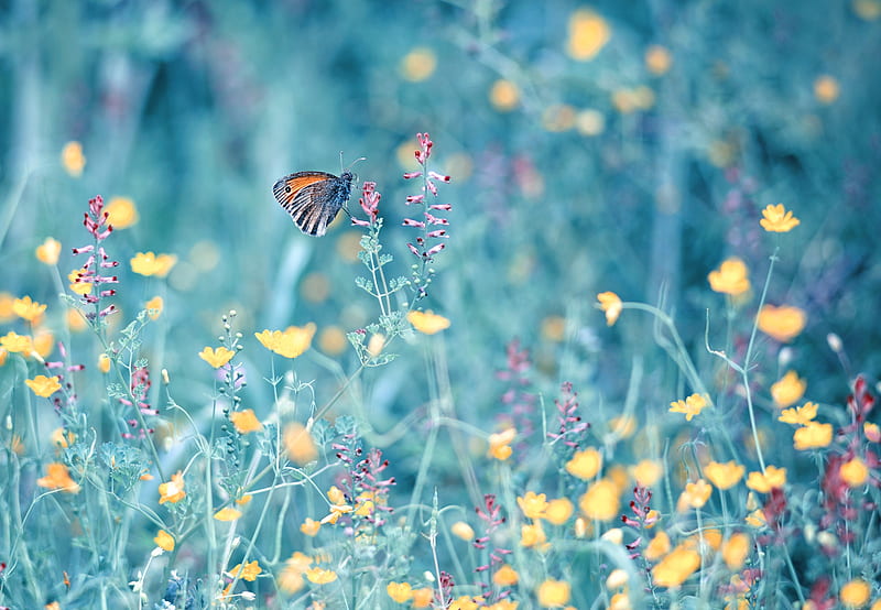 Animal, Butterfly, Flower, Insect, HD wallpaper