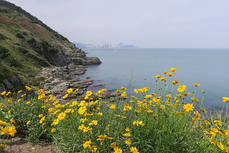 Scenery, cosmos, yellow flowers, sea, HD wallpaper