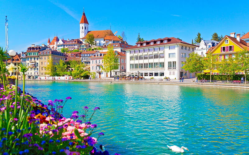Thun, Summer, white swan, Switzerland, Aare River, HD wallpaper