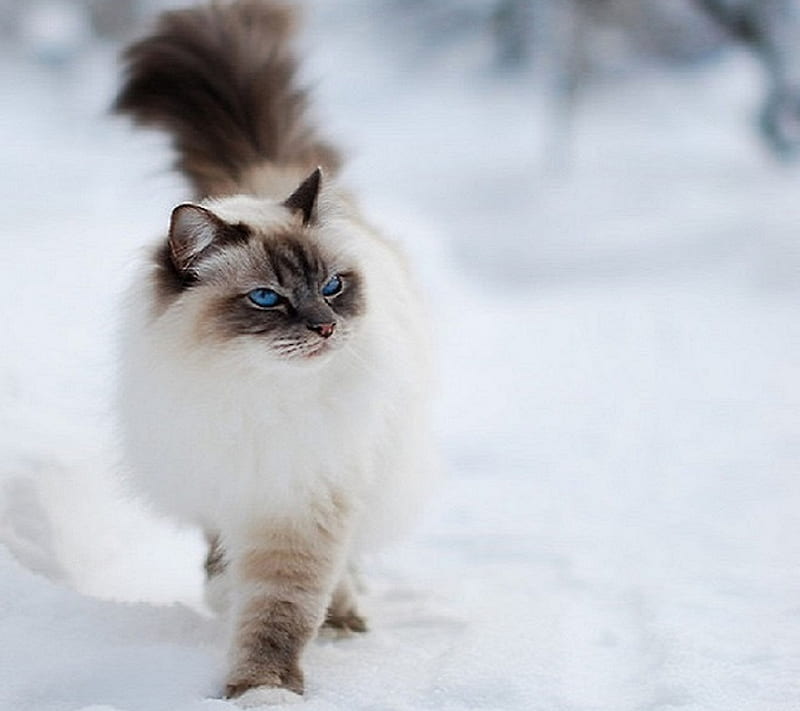 Snow cat, attitude, cute, cute cat, kitten, kitty, winter, HD wallpaper