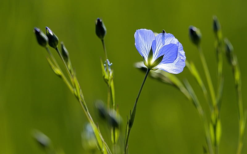Flax, flowers, nature, blue, macro, HD wallpaper