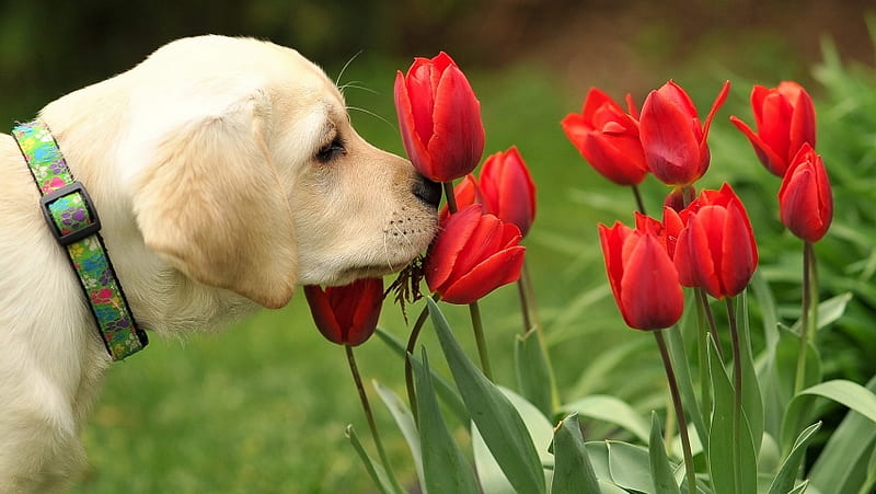 Dog Sniffing Tulips Flowers, HD wallpaper