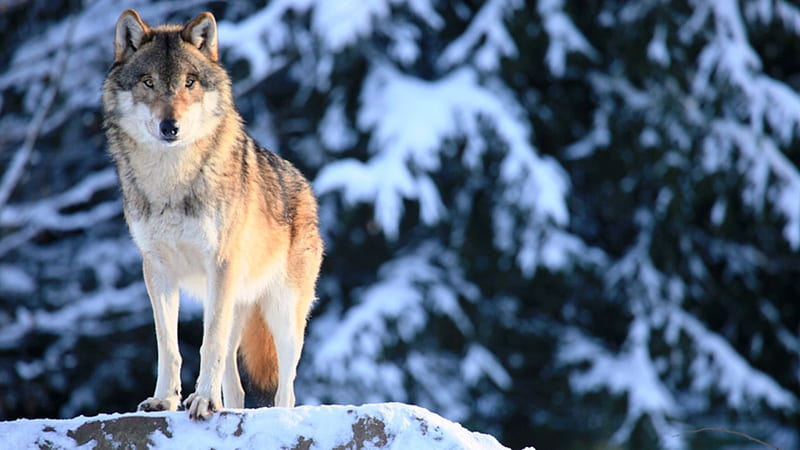 Lobo en suecia, bosque, depredador, nieve, lobos, invierno, Fondo de  pantalla HD | Peakpx