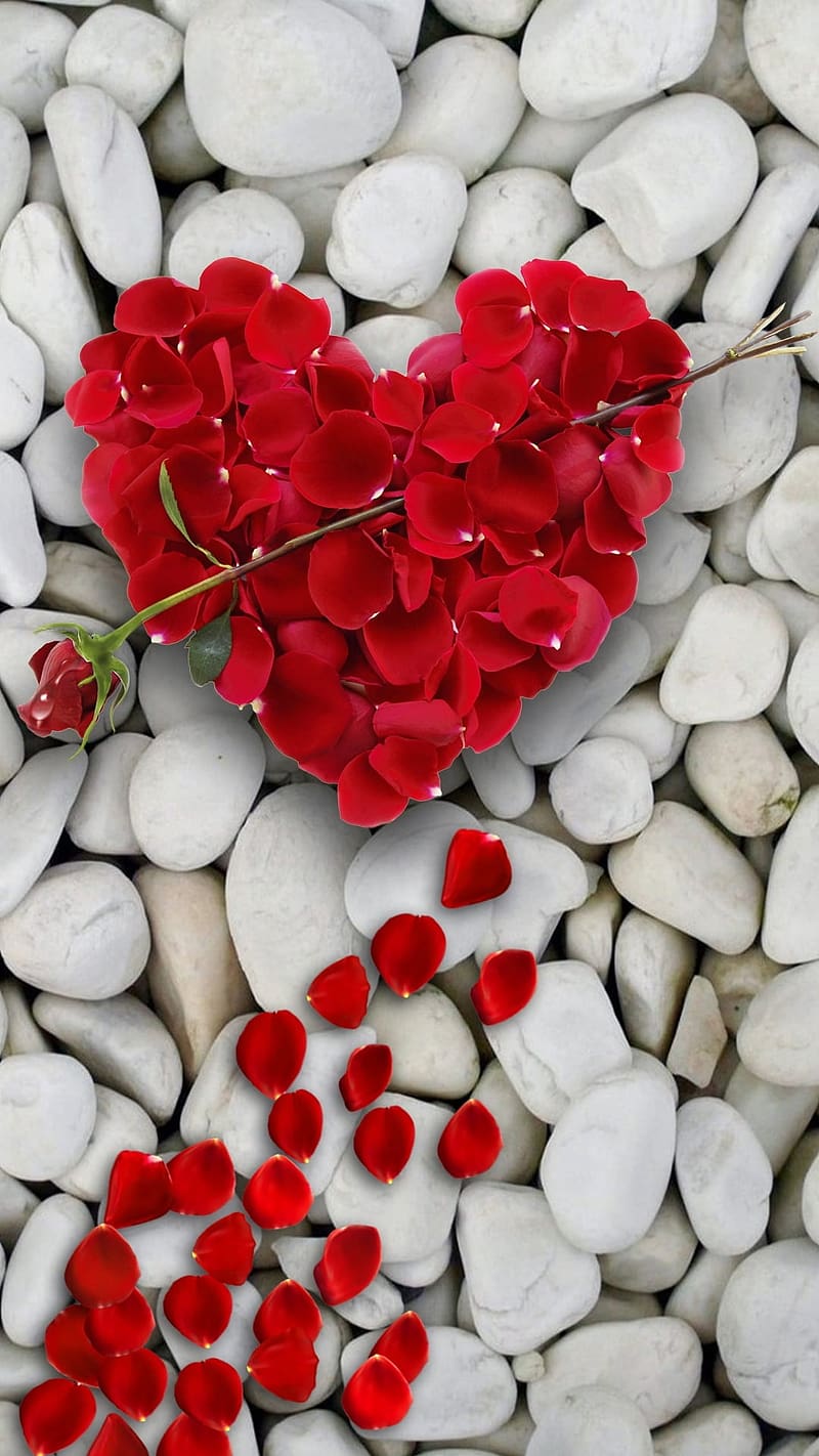 Gulab Ka Phool, Red Heart From Rose Petals, flower, HD phone wallpaper