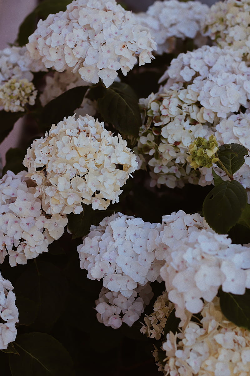hydrangea, flowers, flowering, bushes, HD phone wallpaper