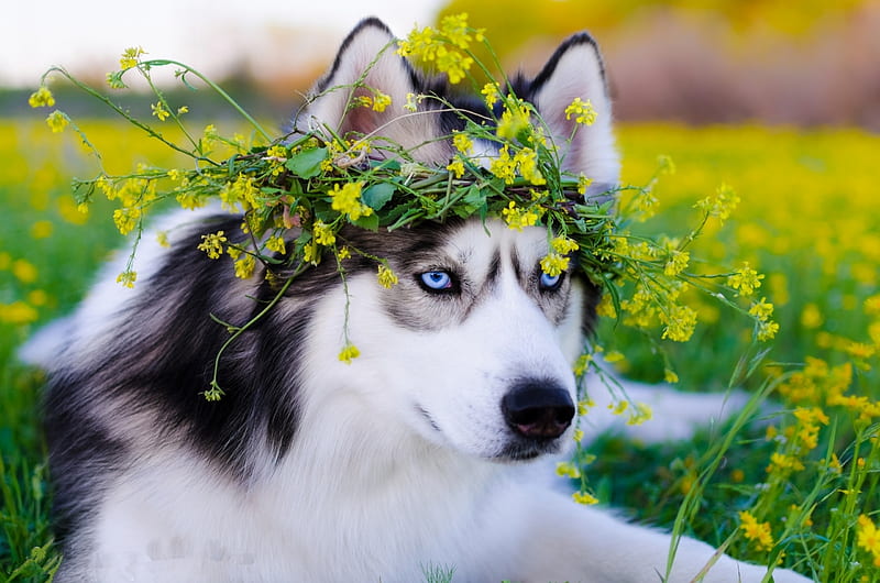 Siberian Husky Dog, siberian-husky, animals, dog, HD wallpaper