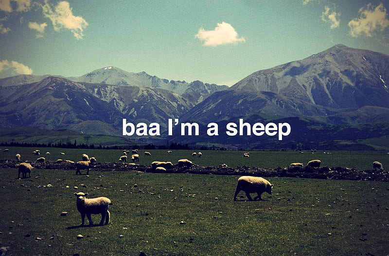 apparently he's a sheep, sods, hes, sheep, she, scary, a, or, baa, HD wallpaper