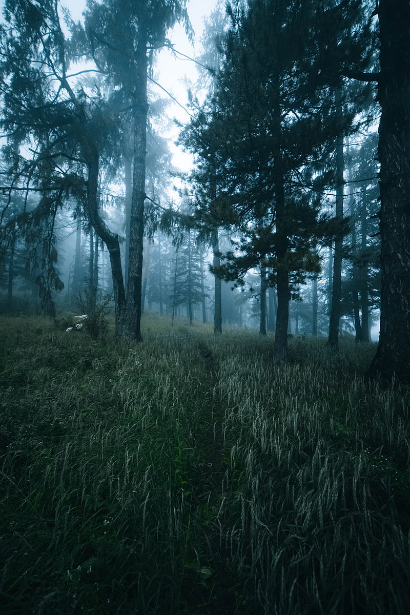 forest, trees, fog, grass, path, HD phone wallpaper