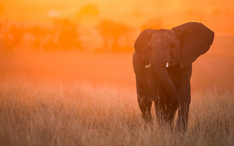 elephant, sunset, Kenya, Africa, savannah, large elephants, HD wallpaper