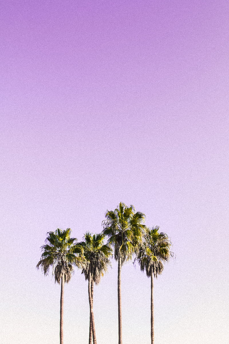 Landscape graphy of Four Coconut Trees, HD phone wallpaper