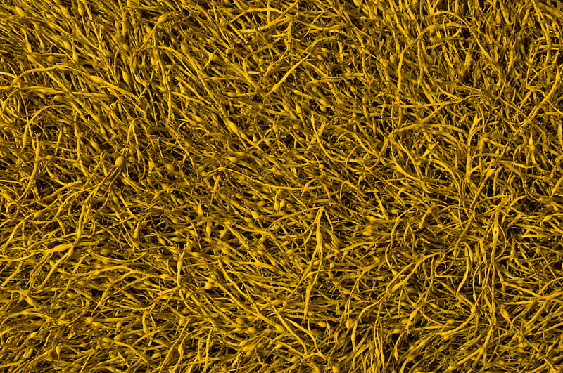 sprouts, plant, texture, yellow, HD wallpaper