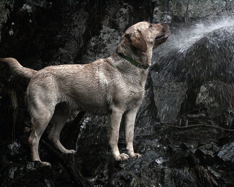 Water, Please!, muddy, rocks, water, hose, yellow labrador, animals, dogs, HD wallpaper