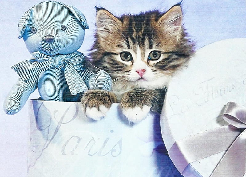 Tabby kitten with a blue teddy bear, cute, paws, hatbox, tabby, blue teddy bear, kitten, HD wallpaper