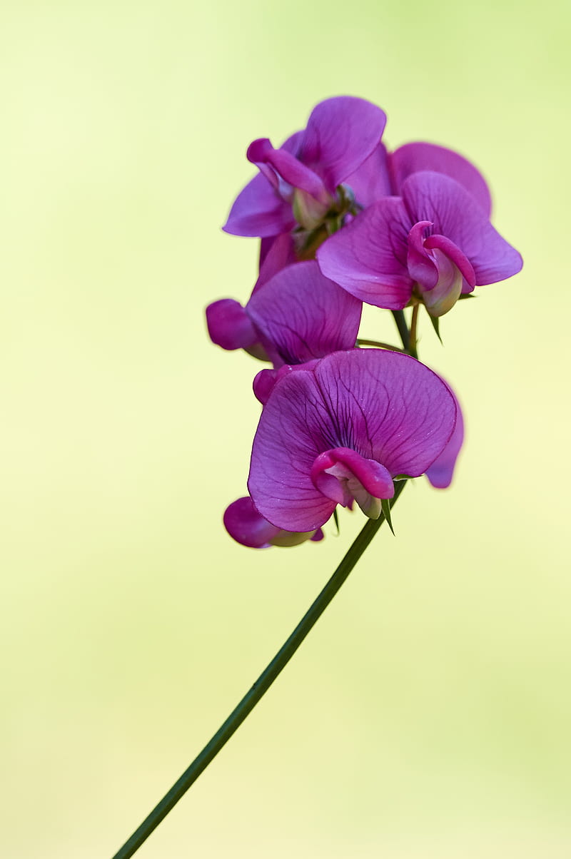 purple moth orchids in bloom close up, HD phone wallpaper