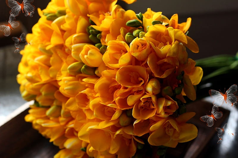 sias, sia, flower, yellow, bouquet, spring, HD wallpaper