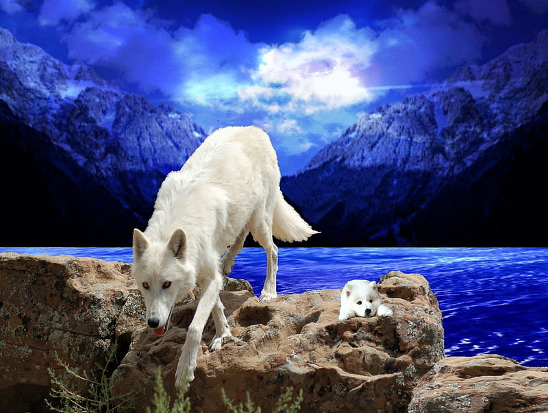 Mom And Baby Wolves., rocks, mountains, mom, bonito, wolves, sky, baby, lake, HD wallpaper