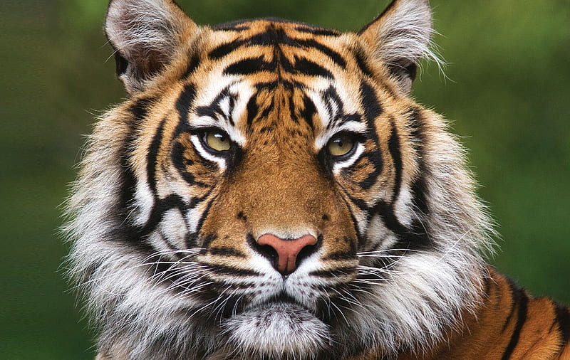 tiger, face, feline, cat, HD wallpaper