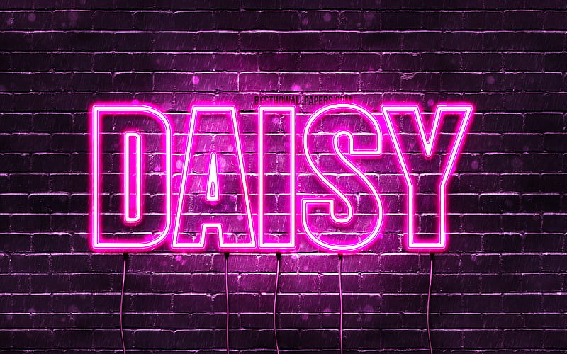 Daisy with names, female names, Daisy name, purple neon lights, horizontal text, with Daisy name, HD wallpaper