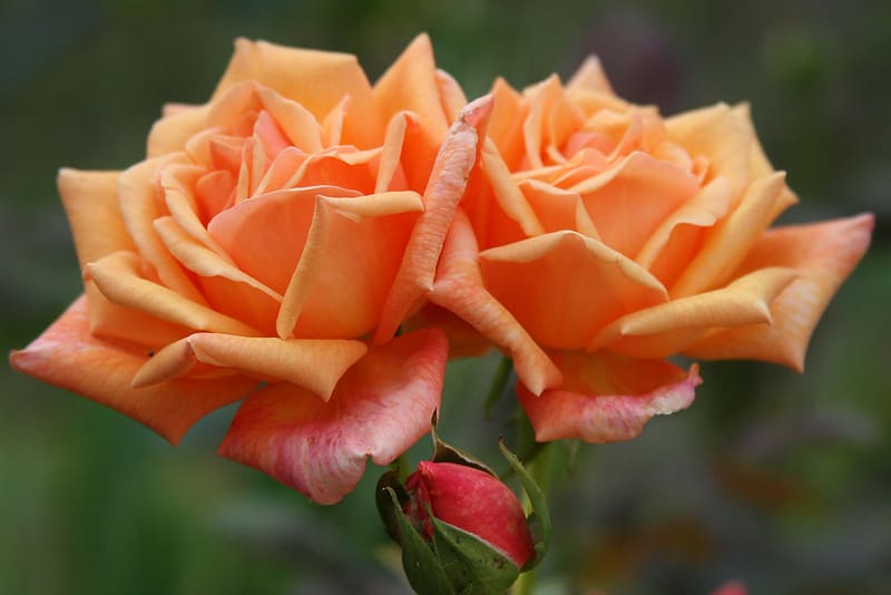 Roses, Flowers, Orange, Duo, HD wallpaper | Peakpx