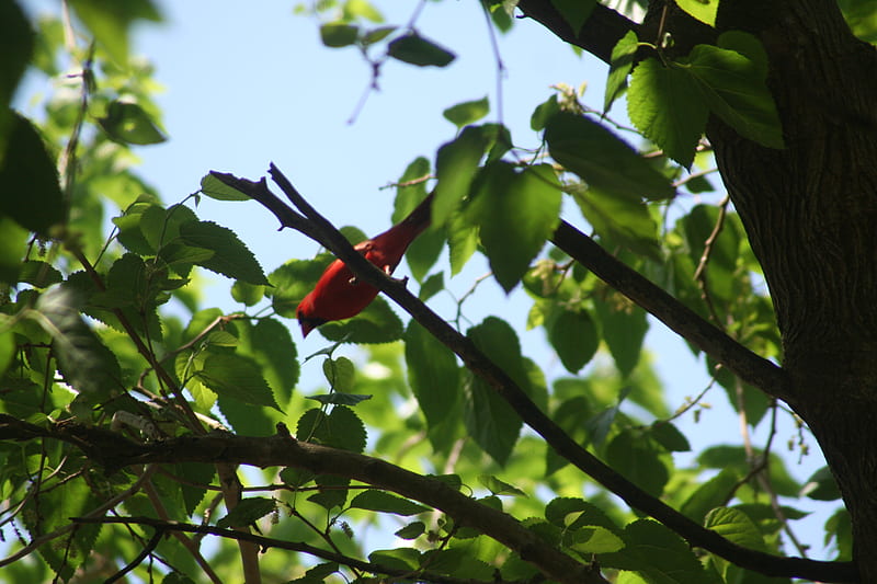 the red bird in my back yard, gvgueyggt4yg, etgyefrgrhburegy, bvftgrthtr4thgyb7, hygtgygv, HD wallpaper